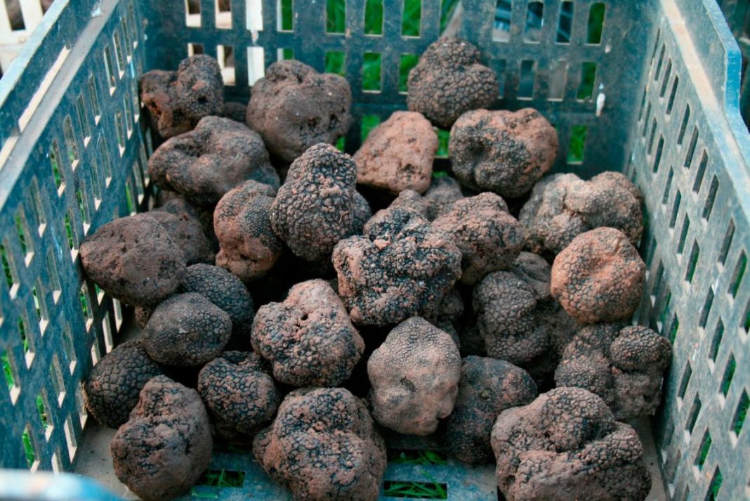 Gorj: Un bărbat din Hunedoara, depistat în trafic în timp ce transporta ilegal trufe