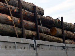 Gorj: Transport de lemne cu tonaj depășit, oprit în Defileul Jiului
