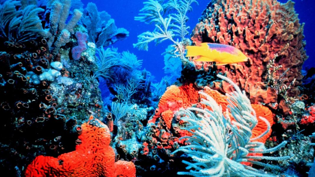 Formaţiunile de corali din Marea Caraibilor, distruse rapid de o boală