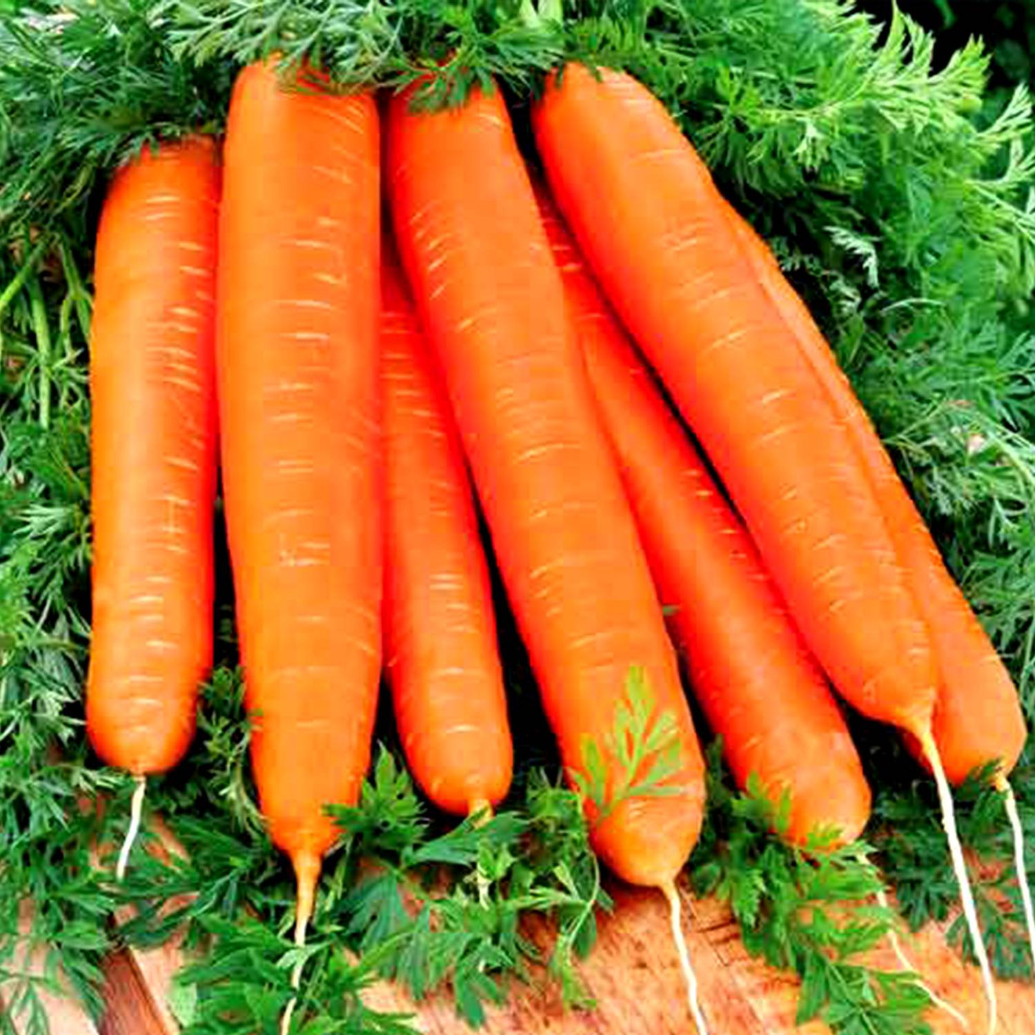 Arsuri de grăsime din morcov Pierderea în greutate acetazolamidă