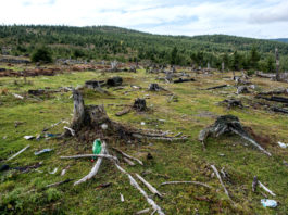 PE recomandă înfiinţarea unei unităţi speciale care să ancheteze tăierile ilegale de păduri