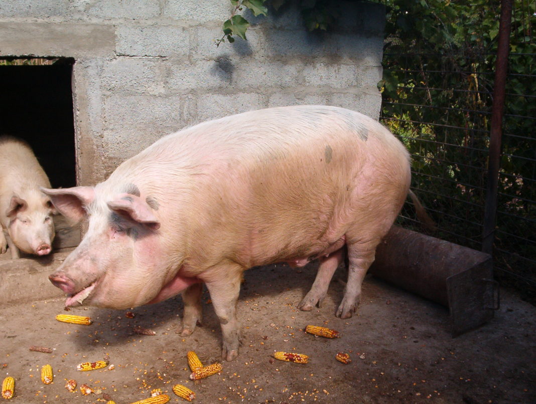 În Gorj sunt 39 de focare de pestă porcină africană