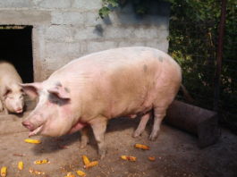 În Gorj sunt 39 de focare de pestă porcină africană