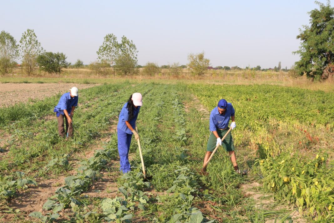 Tinerii fermieri români vor beneficia de 39,8 milioane de euro anual ca plată directă suplimentară, după 2020