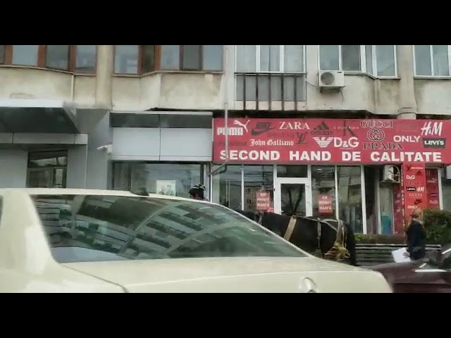 VIDEO / Cu calul de căpăstru prin centrul Craiovei