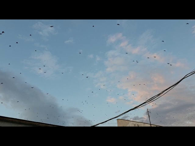 Ciorile înnegresc cerul Craiovei