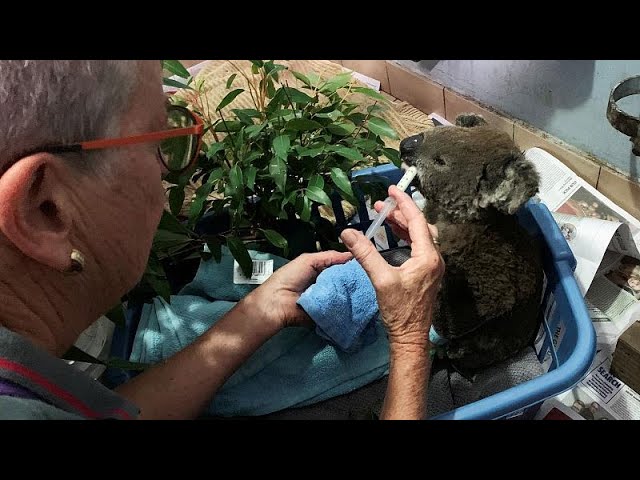 Sute de ursuleți koala au murit în incendiile de vegetaţie din Australia