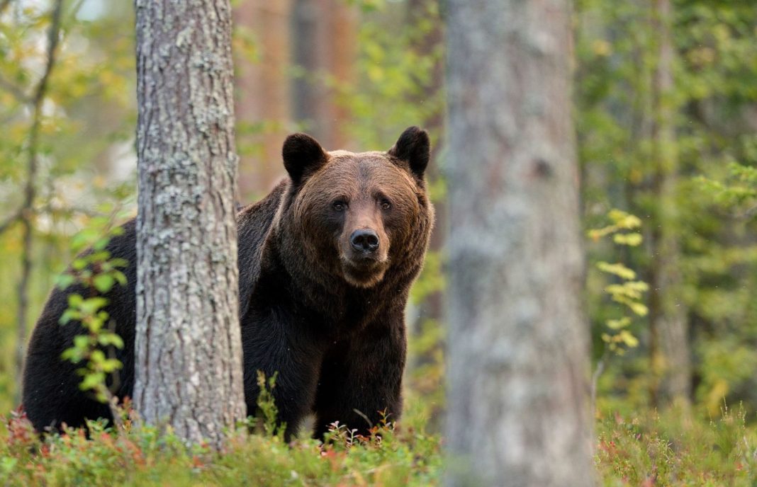 Turiștii și localnicii din Predeal, avertizați prin Ro-Alert că un urs a fost văzut lângă un hotel