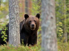 Turiștii și localnicii din Predeal, avertizați prin Ro-Alert că un urs a fost văzut lângă un hotel