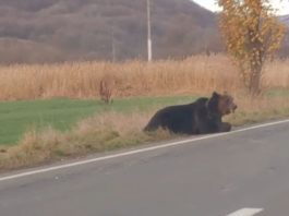 Urs ucis de o maşină, în Mureş