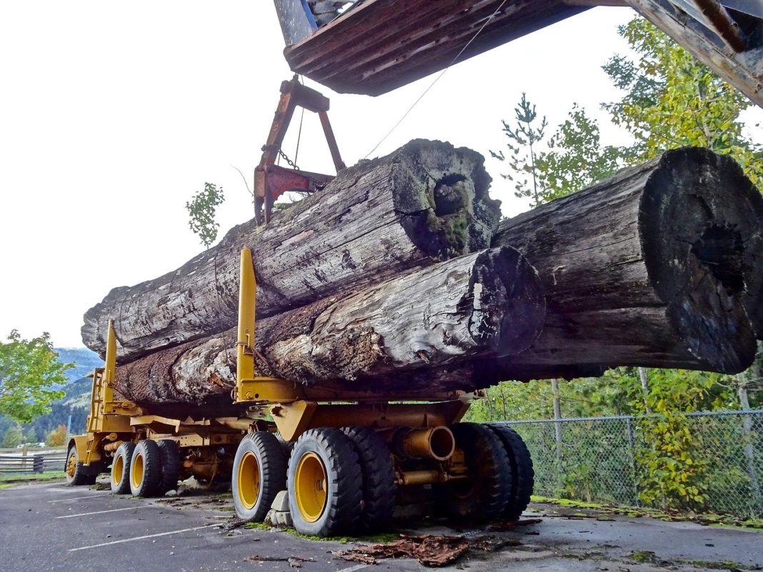 Guvernul ia în calcul interzicerea exportului de masă lemnoasă în afara spațiului UE