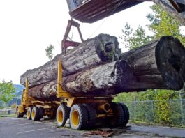 Guvernul ia în calcul interzicerea exportului de masă lemnoasă în afara spațiului UE