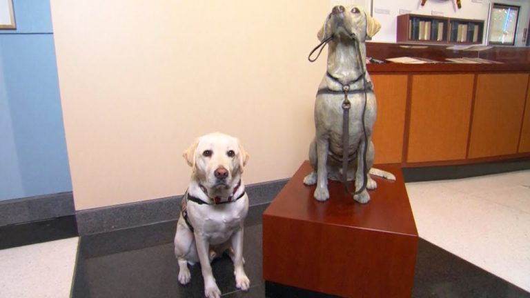 Sully, câinele lui George Bush senior are statuie