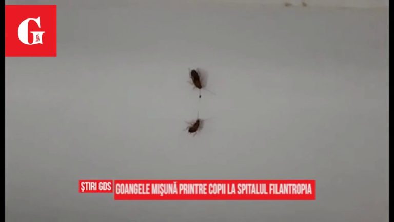 Goangele mişună printre copii la Spitalul „Filantropia“