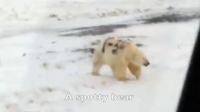 Un urs polar cu mesajul ”T-34” scris pe corp i-a alarmat pe cercetătorii ruşi