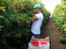 Locuri de muncă în Spania la cules fructe roșii