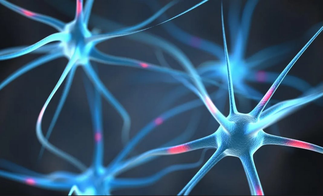 Neuroni artificiali ar putea fi implantaţi pentru a repara circuitele din creier