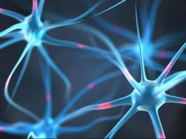 Neuroni artificiali ar putea fi implantaţi pentru a repara circuitele din creier