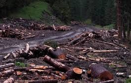 România, secătuită de resurse. 3 hectare de pădure dispar în fiecare oră