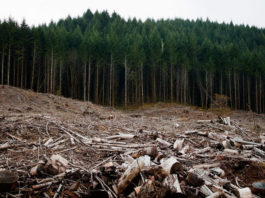 Comisia Europeană a solicitat astăzi ca autoritățile române să intervină de urgentă pentru a opri tăierea ilegală a pădurilor primare din ariile protejate