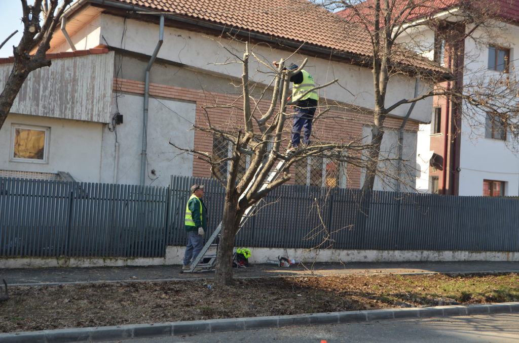 Pentru serviciile furnizate de RAADPFL, cum ar fi cele de tăieri de corecţie şi regenerare la arbori sau de degajare a terenului de frunze şi crengi, primăria a plătit circa 19 milioane de lei