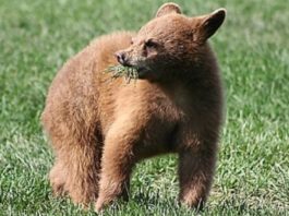 Urs prins într-un laț, salvat în Gorj