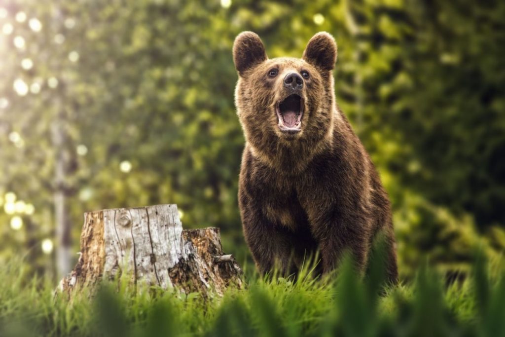 Urşii agresivi care pun în pericol viaţa oamenilor vor putea fi împuşcaţi sau eutanasiaţi