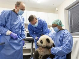 Medicii veterinari Andreas Ochs (stânga) și Andrea Knieriem și îngrijitorul Yang Cheng verificându-l pe unul dintre gemenii panda (AP Photo / Zoo Berlin )