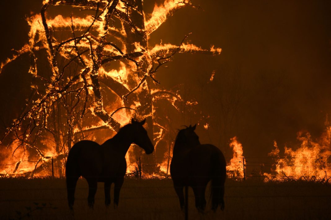 Peste un miliard de animale au pierit în incendiile din Australia
