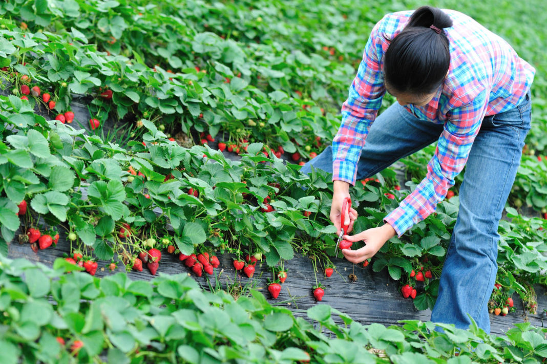 900 locuri de muncă la recoltare de fructe în Spania