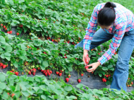 900 locuri de muncă la recoltare de fructe în Spania