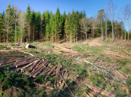 Măsuri pentru salvarea pădurilor din România