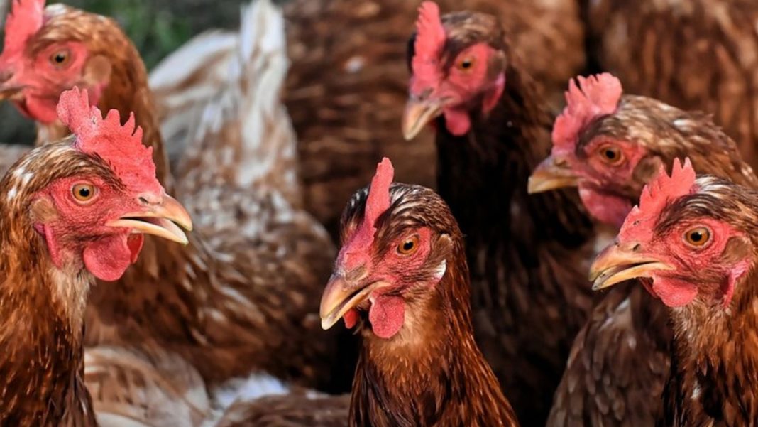 Carne din focarele de gripă aviară din Ungaria, la vânzare în Dolj şi Gorj