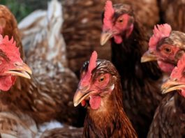 Carne din focarele de gripă aviară din Ungaria, la vânzare în Dolj şi Gorj