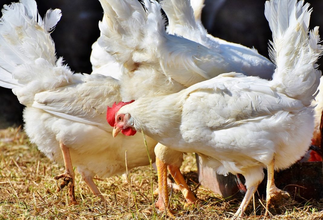Alertă sanitară de gripă aviară