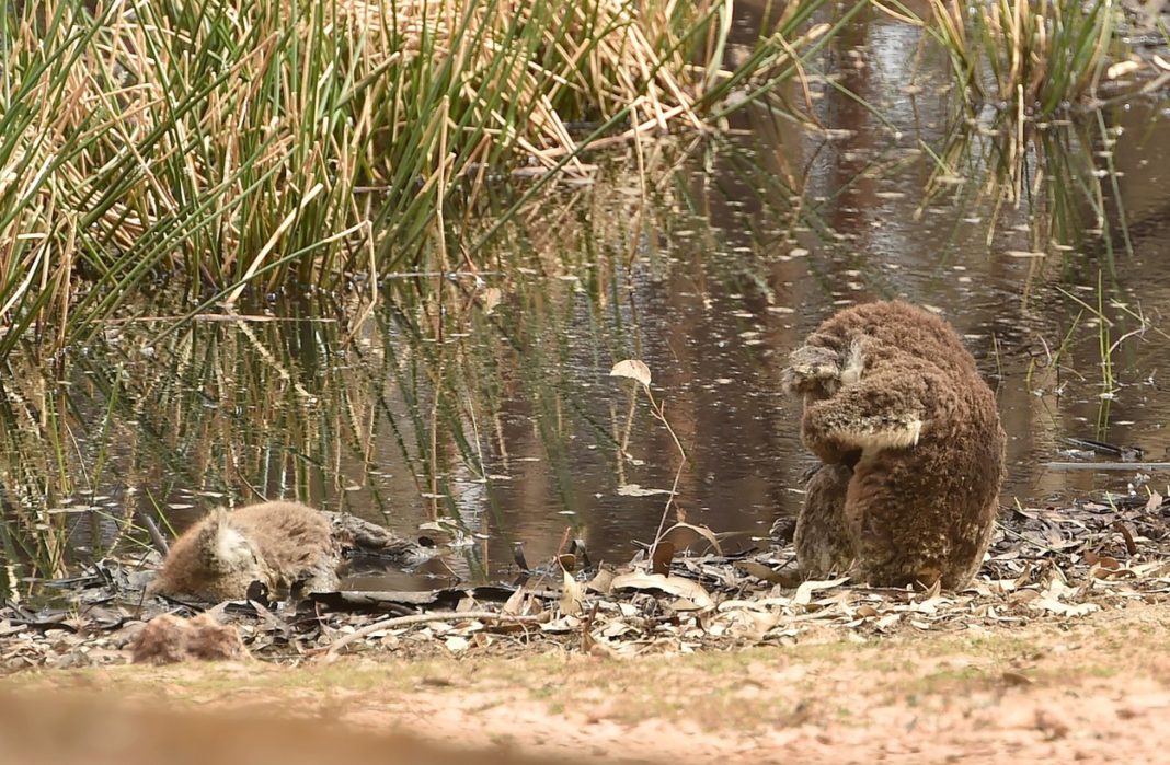 Un urs koala îşi descoperă „prietenul” mort, pe malul unui râu
