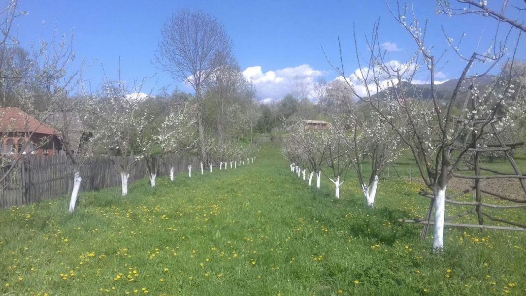 Ce trebuie să ştii ca să ai o livadă adevărată în grădină