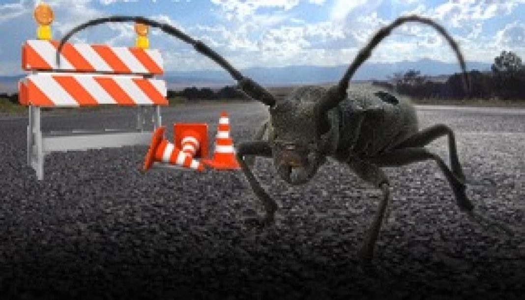 Gândacul din calea autostrăzii Sibiu Piteşti, momit cu feromoni