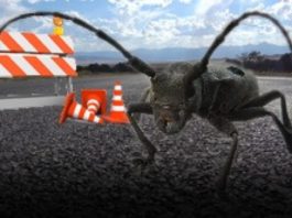 Gândacul din calea autostrăzii Sibiu Piteşti, momit cu feromoni