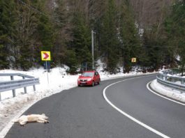 Câine împuşcat/sursa fotohttps://www.facebook.com/asociatia.animaproterra/