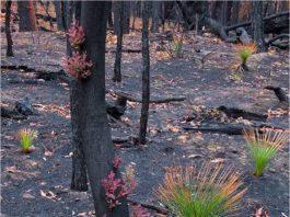Ce a descoperit un fotograf într-un parc afectat de incendiile din Australia