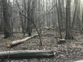 Ministrul Mediului, Apelor şi Pădurilor, Costel Alexe, a mers în Pădurea Băneasa în urma reclamaţiilor din partea cetăţenilor care semnalau că au loc tăieri de arbori
