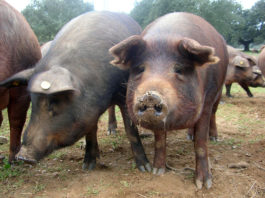 Pesta porcină a ajuns la Vișina, localitatea în care deputatul Stănescu are o fermă de porci