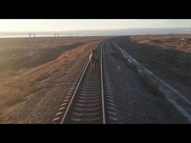 Un tren din Rusia a avut întârzieri de o oră din cauza unei cămile care alerga pe șine