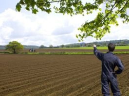 Credite pentru fermieri: APIA va începe eliberarea adeverințelor pe 2020