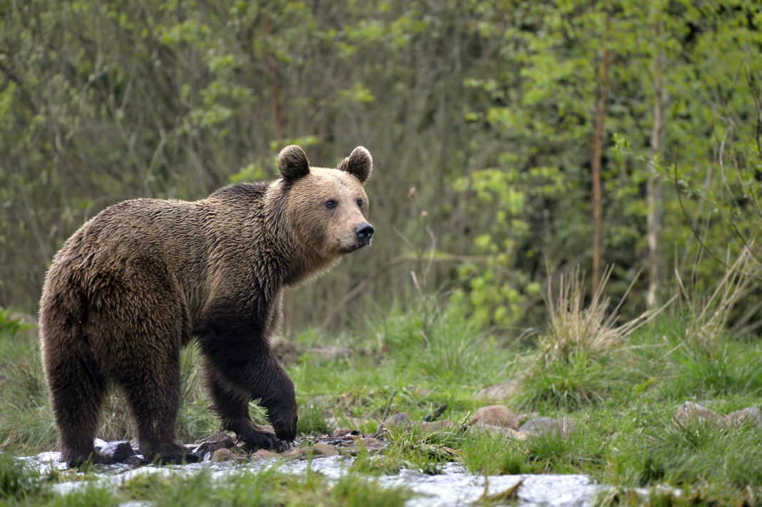 România este unul dintre cele mai bune locuri din Europa pentru a vedea mamifere mari în sălbăticie