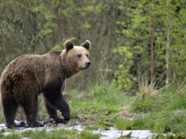 România este unul dintre cele mai bune locuri din Europa pentru a vedea mamifere mari în sălbăticie