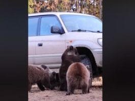 Trei pui de urs au fost filmaţi jucându-se cu roata unui maşini, în judeţul Harghita
