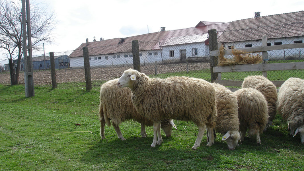 Tineri la furat de oi, prinşi de poliţişti
