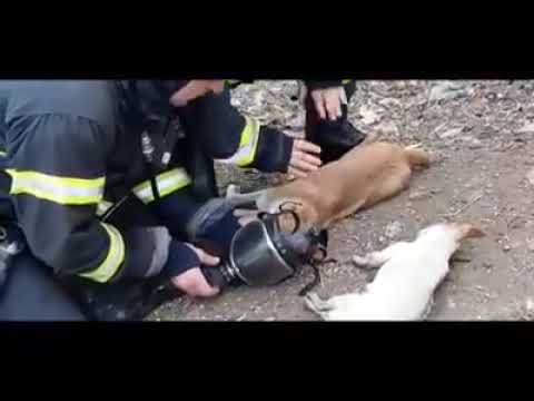 Doi căței și o pisică, resuscitați de pompieri după ce au fost salvați dintr-o casă în flăcări